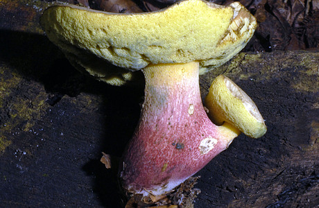 Schönfußröhling (Boletus calopus) - © Heinz Prelicz Schönfußröhling (Boletus calopus) - © Heinz Prelicz